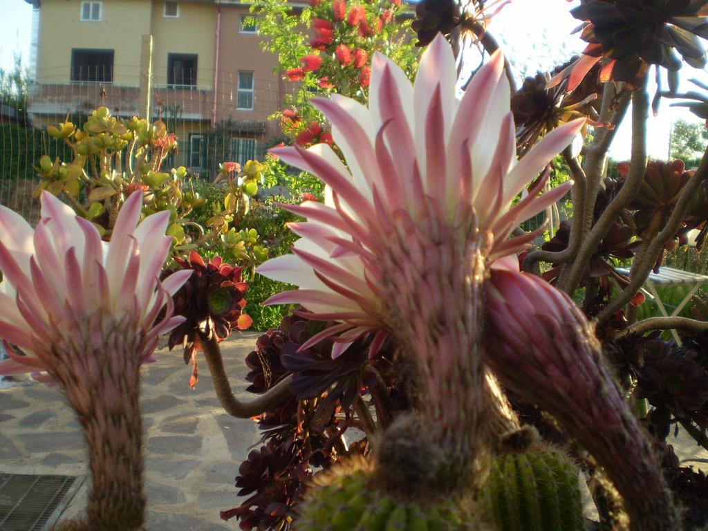 Il Giardino Di Emilio Bed and Breakfast Marrùbiu Esterno foto